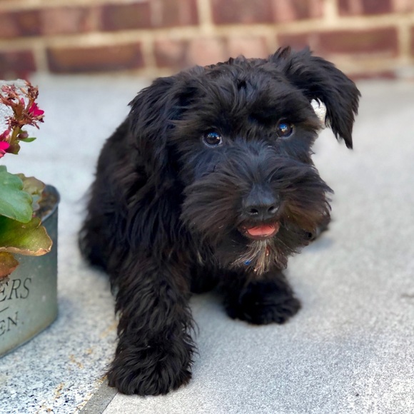 No my puppy is not for sale - Picture 1 of 1